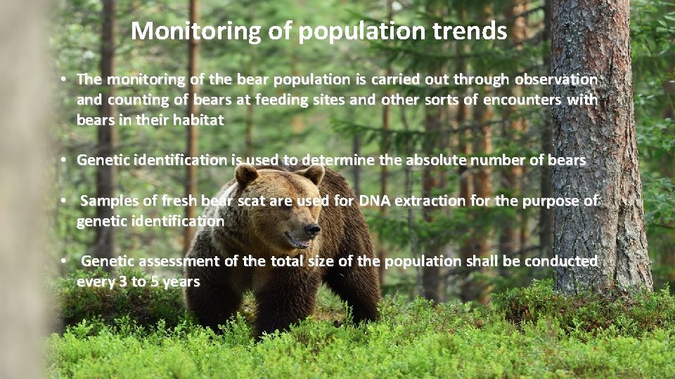 Monitoring of population trends • The monitoring of the bear population is carried out