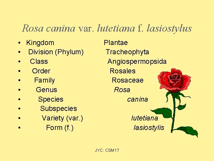 Rosa canina var. lutetiana f. lasiostylus • Kingdom • Division (Phylum) • Class •