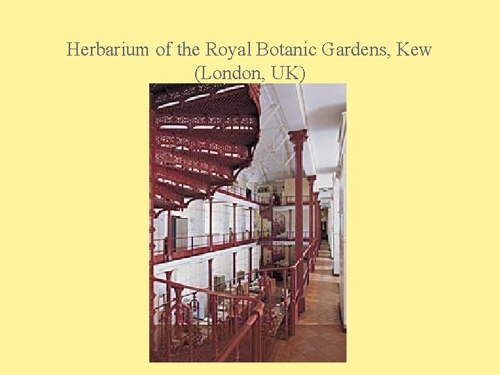 Herbarium of the Royal Botanic Gardens, Kew (London, UK) JYC: CSM 17 
