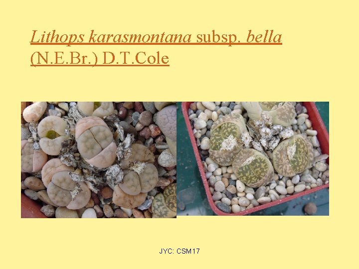 Lithops karasmontana subsp. bella (N. E. Br. ) D. T. Cole JYC: CSM 17