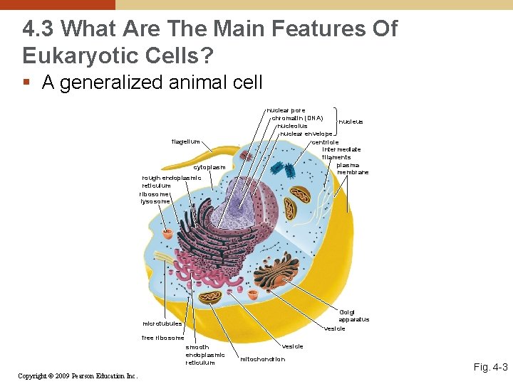 4. 3 What Are The Main Features Of Eukaryotic Cells? § A generalized animal