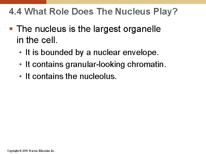 4. 4 What Role Does The Nucleus Play? § The nucleus is the largest