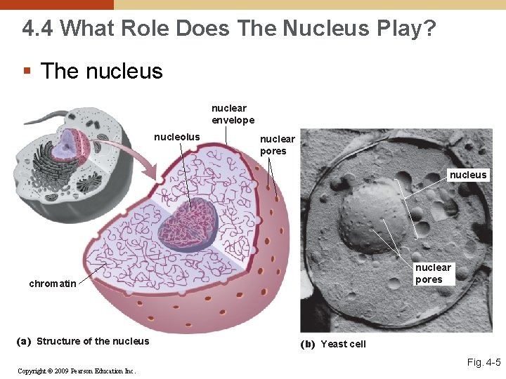 4. 4 What Role Does The Nucleus Play? § The nucleus nuclear envelope nucleolus