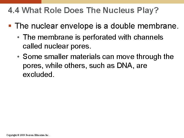 4. 4 What Role Does The Nucleus Play? § The nuclear envelope is a
