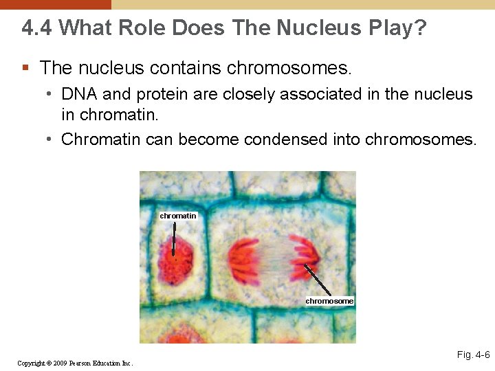 4. 4 What Role Does The Nucleus Play? § The nucleus contains chromosomes. •