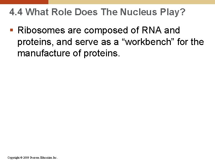 4. 4 What Role Does The Nucleus Play? § Ribosomes are composed of RNA