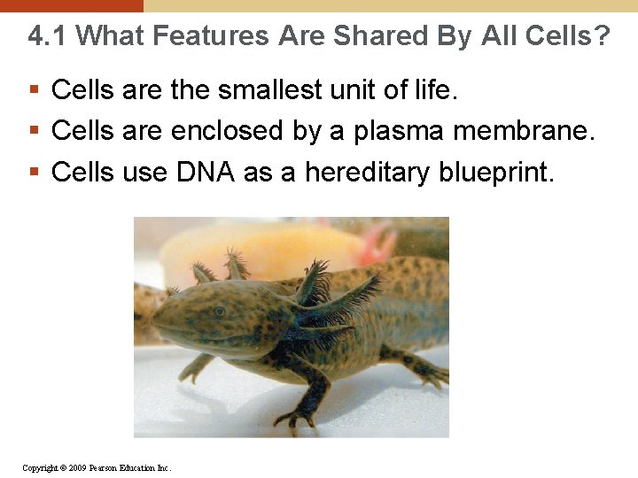 4. 1 What Features Are Shared By All Cells? § Cells are the smallest