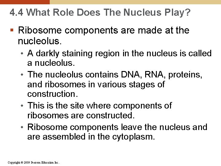 4. 4 What Role Does The Nucleus Play? § Ribosome components are made at