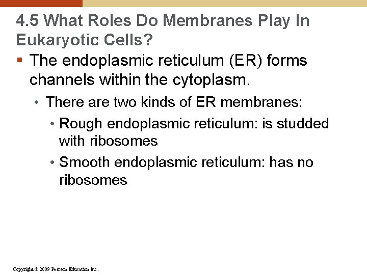 4. 5 What Roles Do Membranes Play In Eukaryotic Cells? § The endoplasmic reticulum