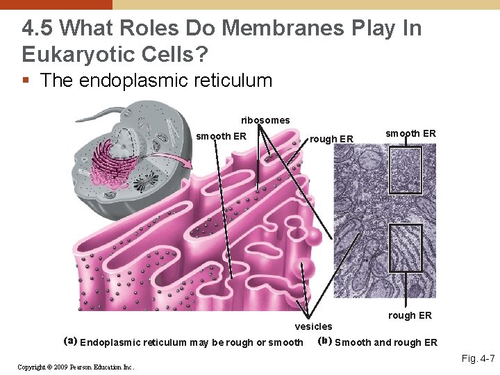 4. 5 What Roles Do Membranes Play In Eukaryotic Cells? § The endoplasmic reticulum