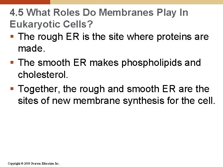 4. 5 What Roles Do Membranes Play In Eukaryotic Cells? § The rough ER
