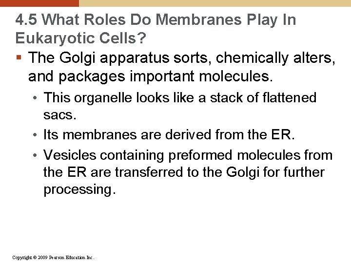 4. 5 What Roles Do Membranes Play In Eukaryotic Cells? § The Golgi apparatus