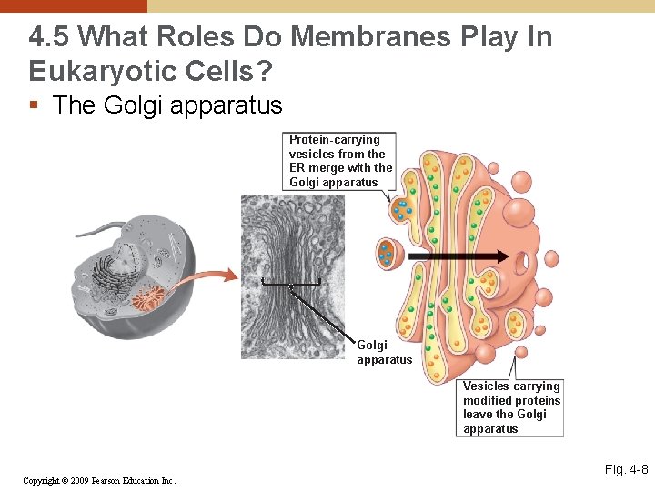 4. 5 What Roles Do Membranes Play In Eukaryotic Cells? § The Golgi apparatus