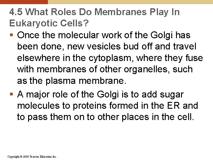 4. 5 What Roles Do Membranes Play In Eukaryotic Cells? § Once the molecular