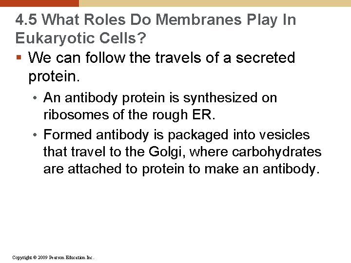 4. 5 What Roles Do Membranes Play In Eukaryotic Cells? § We can follow