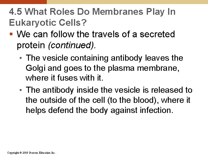 4. 5 What Roles Do Membranes Play In Eukaryotic Cells? § We can follow