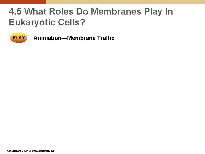 4. 5 What Roles Do Membranes Play In Eukaryotic Cells? PLAY Animation—Membrane Traffic Copyright