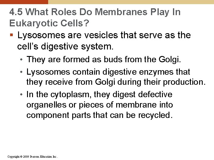 4. 5 What Roles Do Membranes Play In Eukaryotic Cells? § Lysosomes are vesicles