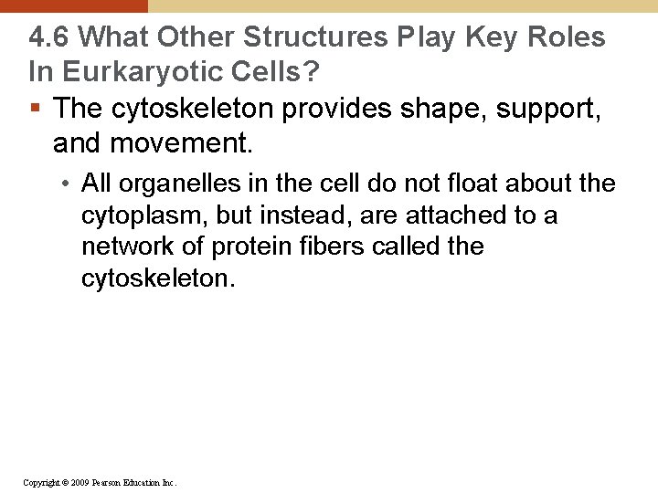 4. 6 What Other Structures Play Key Roles In Eurkaryotic Cells? § The cytoskeleton