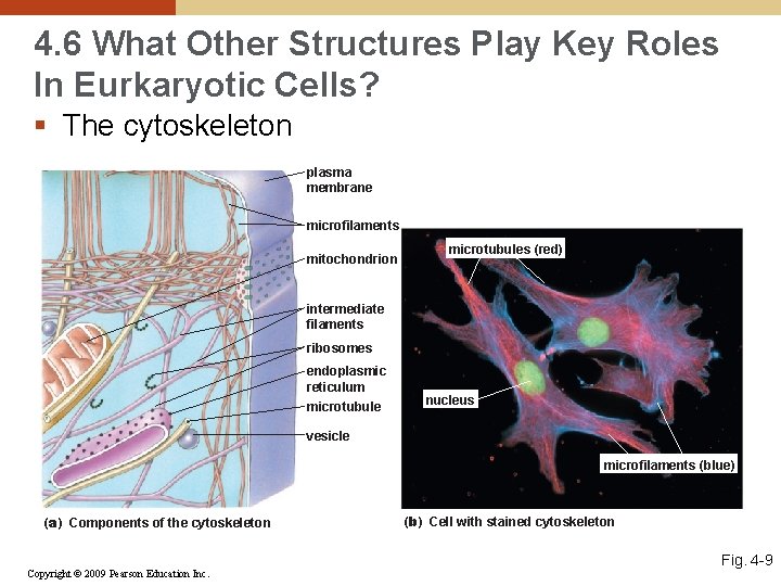 4. 6 What Other Structures Play Key Roles In Eurkaryotic Cells? § The cytoskeleton