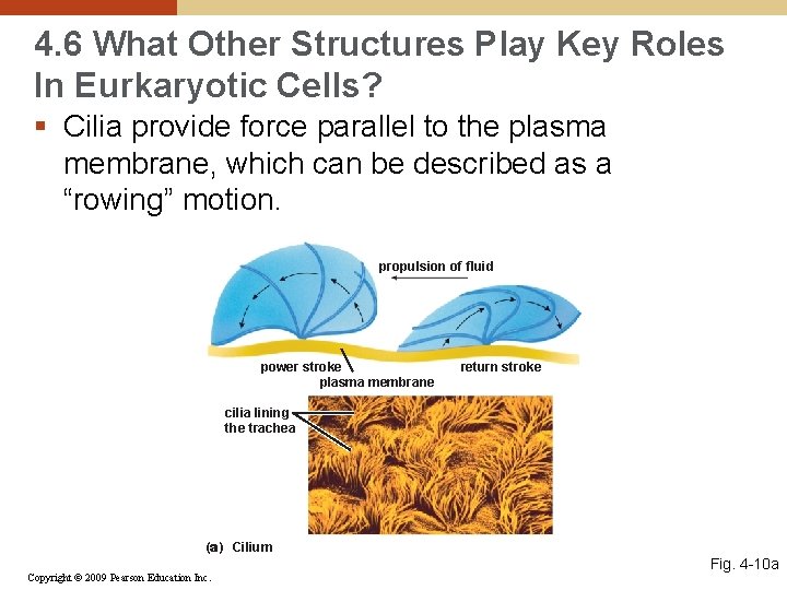 4. 6 What Other Structures Play Key Roles In Eurkaryotic Cells? § Cilia provide