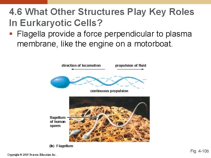 4. 6 What Other Structures Play Key Roles In Eurkaryotic Cells? § Flagella provide