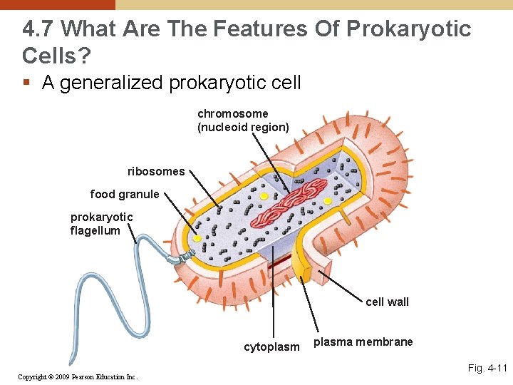 4. 7 What Are The Features Of Prokaryotic Cells? § A generalized prokaryotic cell