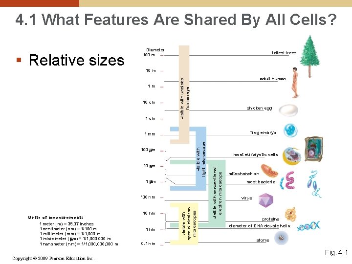 4. 1 What Features Are Shared By All Cells? tallest trees 10 m 1