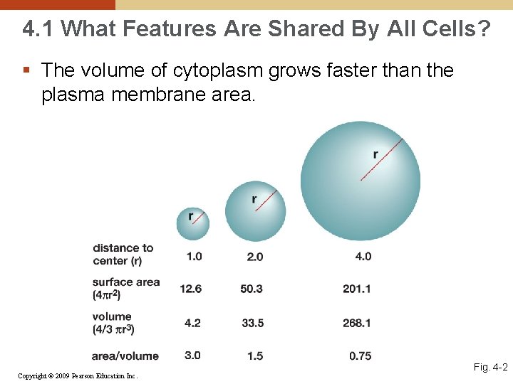 4. 1 What Features Are Shared By All Cells? § The volume of cytoplasm
