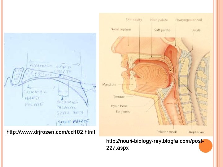 http: //www. drjrosen. com/cd 102. html http: //nouri-biology-rey. blogfa. com/post 227. aspx 