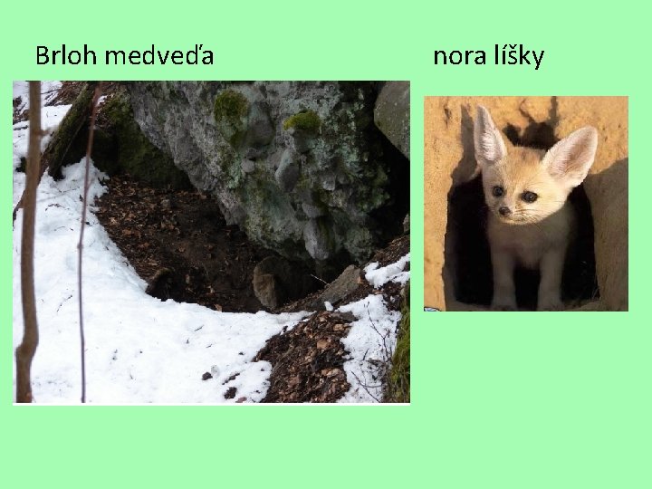 Brloh medveďa nora líšky 