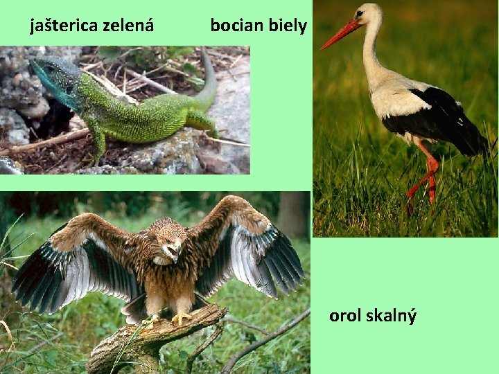 jašterica zelená bocian biely orol skalný jašterica zelená bocian biely orol skalný
