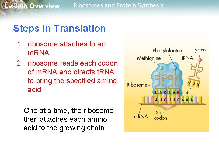 Lesson Overview Ribosomes and Protein Synthesis Steps in Translation 1. ribosome attaches to an