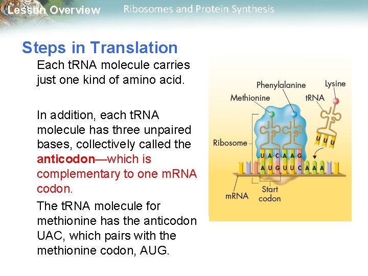 Lesson Overview Ribosomes and Protein Synthesis Steps in Translation Each t. RNA molecule carries