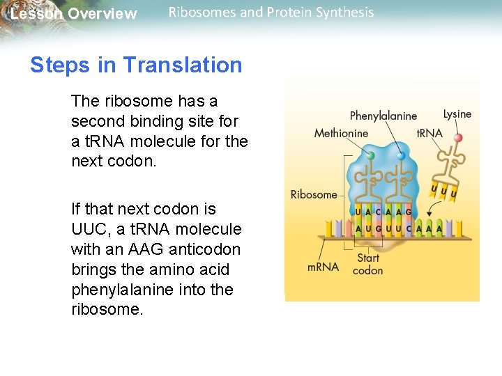 Lesson Overview Ribosomes and Protein Synthesis Steps in Translation The ribosome has a second