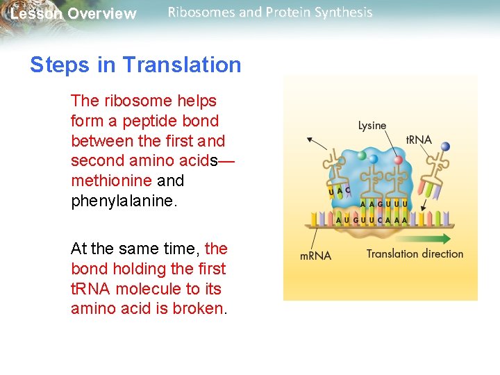 Lesson Overview Ribosomes and Protein Synthesis Steps in Translation The ribosome helps form a