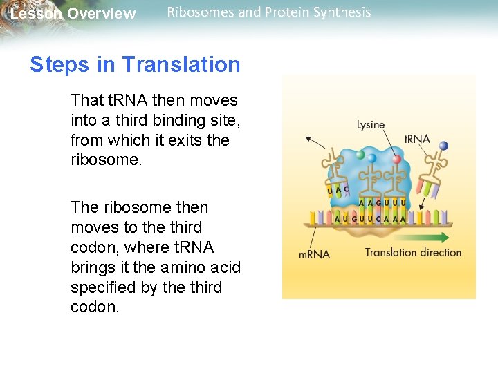 Lesson Overview Ribosomes and Protein Synthesis Steps in Translation That t. RNA then moves