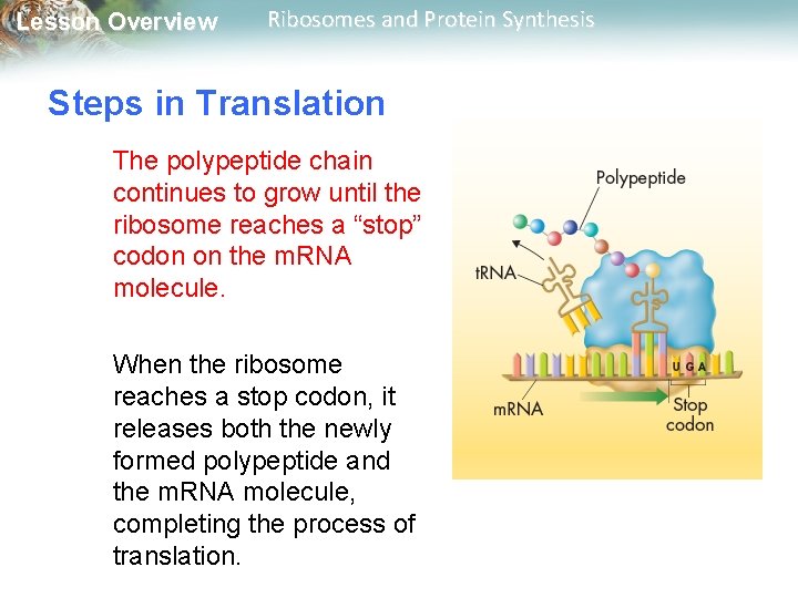 Lesson Overview Ribosomes and Protein Synthesis Steps in Translation The polypeptide chain continues to