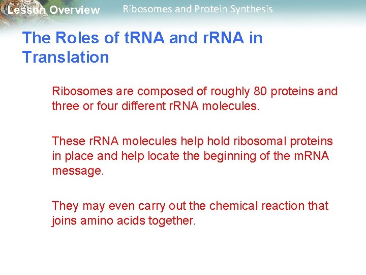 Lesson Overview Ribosomes and Protein Synthesis The Roles of t. RNA and r. RNA