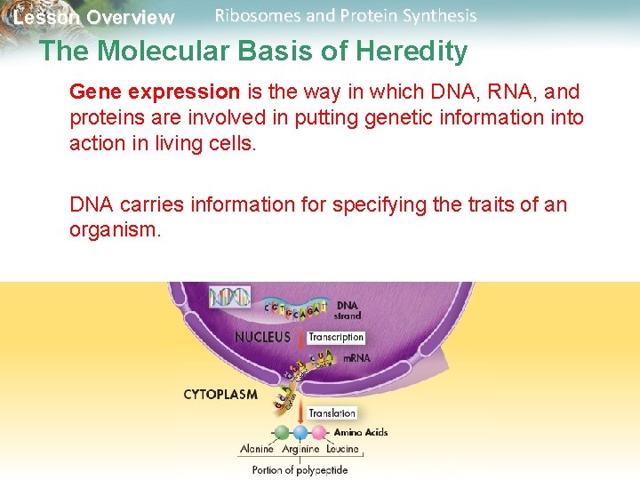 Lesson Overview Ribosomes and Protein Synthesis The Molecular Basis of Heredity Gene expression is