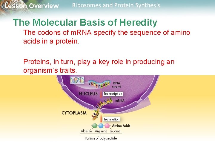 Lesson Overview Ribosomes and Protein Synthesis The Molecular Basis of Heredity The codons of