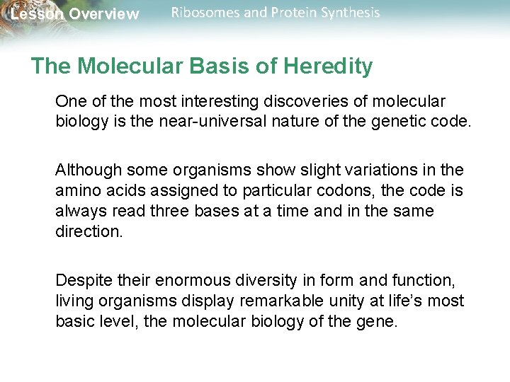 Lesson Overview Ribosomes and Protein Synthesis The Molecular Basis of Heredity One of the