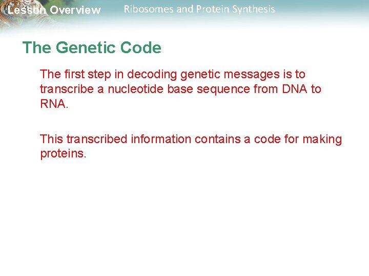 Lesson Overview Ribosomes and Protein Synthesis The Genetic Code The first step in decoding