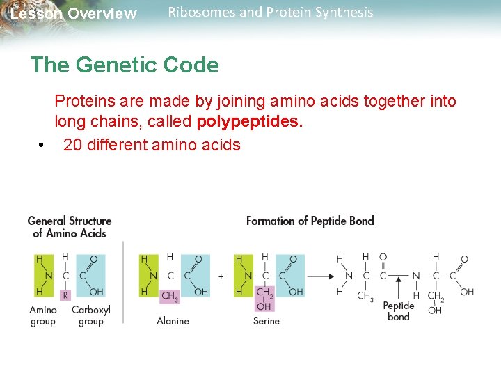 Lesson Overview Ribosomes and Protein Synthesis The Genetic Code Proteins are made by joining