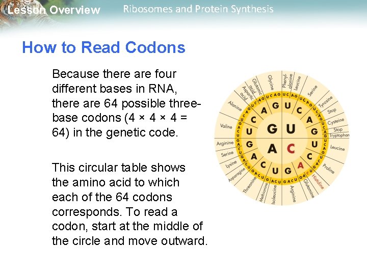 Lesson Overview Ribosomes and Protein Synthesis How to Read Codons Because there are four