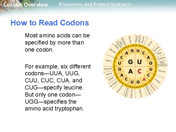 Lesson Overview Ribosomes and Protein Synthesis How to Read Codons Most amino acids can