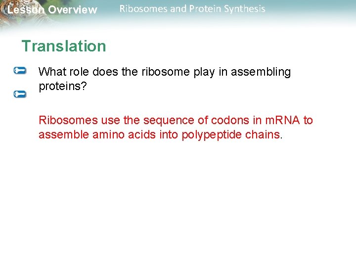 Lesson Overview Ribosomes and Protein Synthesis Translation What role does the ribosome play in