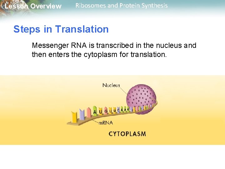 Lesson Overview Ribosomes and Protein Synthesis Steps in Translation Messenger RNA is transcribed in