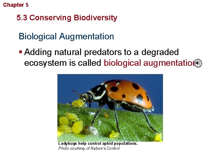 Chapter 5 Biodiversity and Conservation 5. 3 Conserving Biodiversity Biological Augmentation § Adding natural