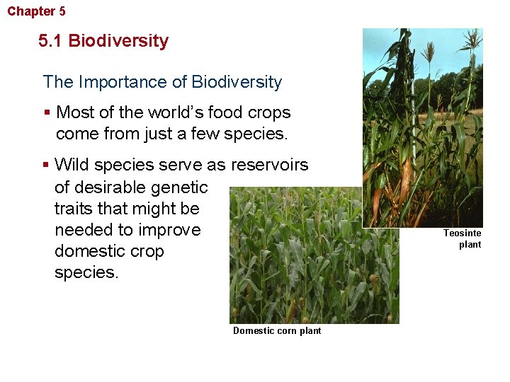 Chapter 5 Biodiversity and Conservation 5. 1 Biodiversity The Importance of Biodiversity § Most